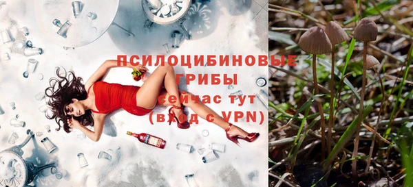 стаф Аркадак